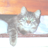 Cat called Clio